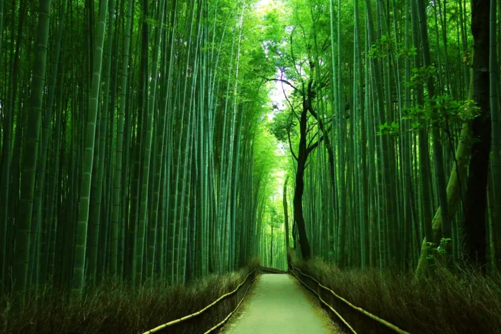嵐山竹林の小径