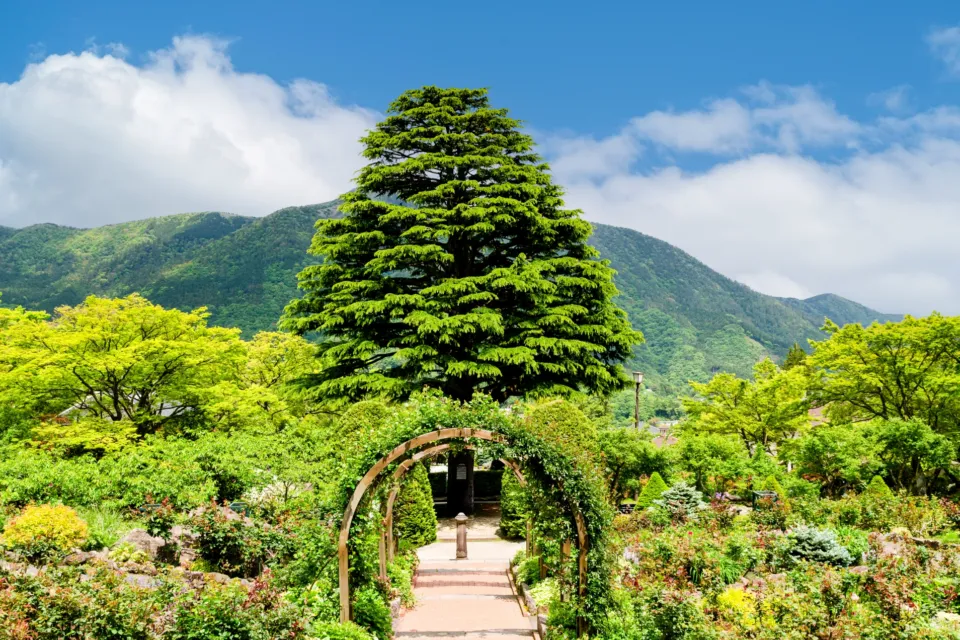 箱根強羅公園