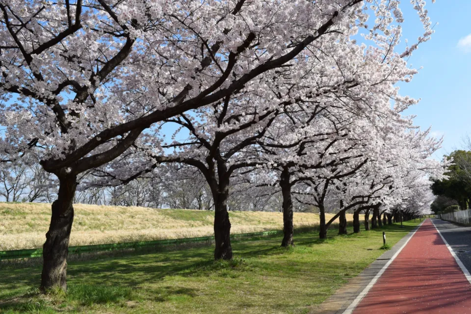 川越水上公園