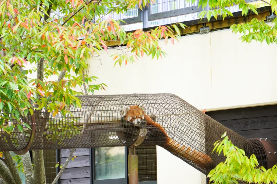京都市動物園