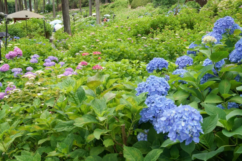 三室戸寺