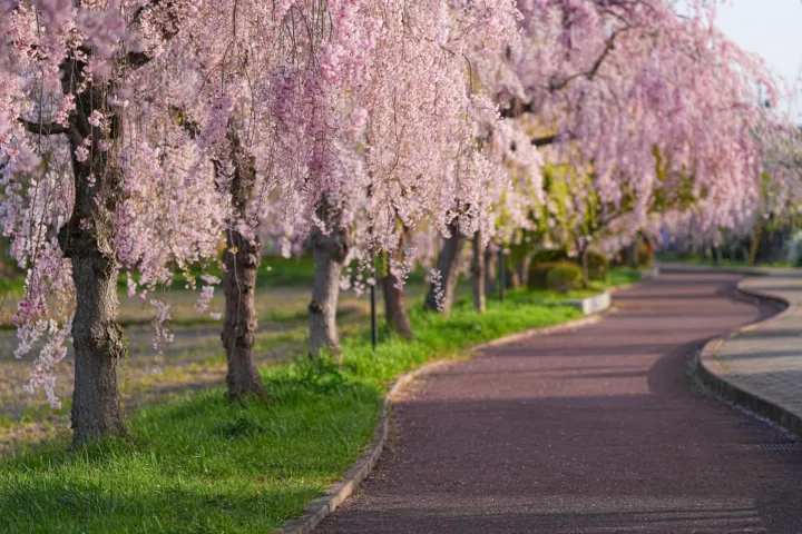 日中線しだれ桜