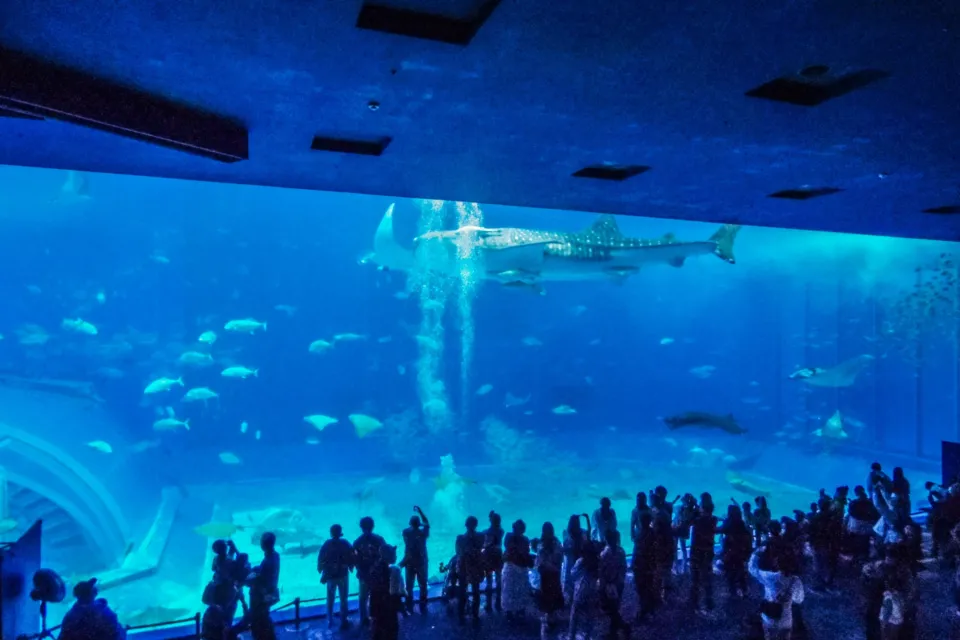 沖縄美ら海水族館