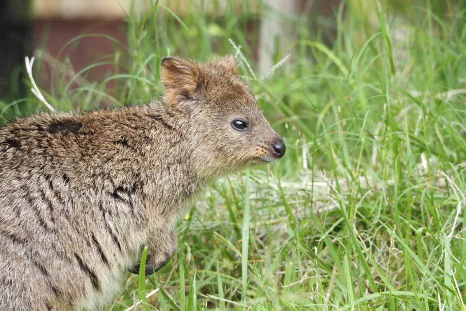 埼玉県こども動物自然公園