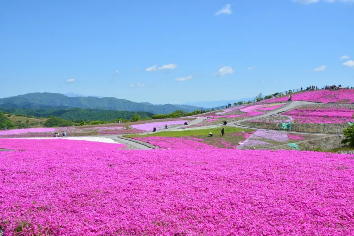 茶臼山高原