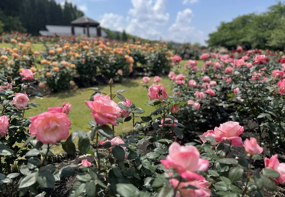 東沢公園