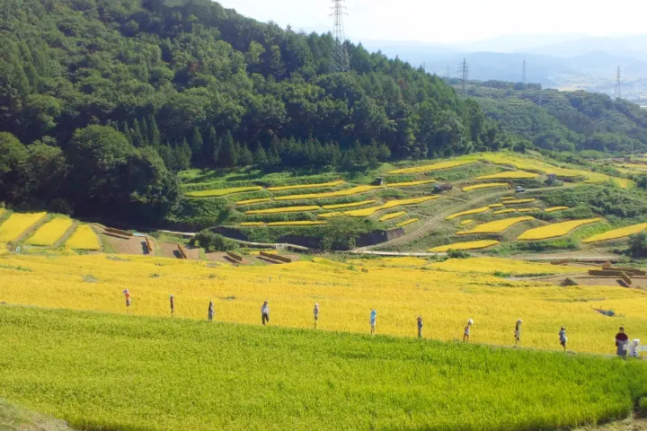 稲倉の棚田