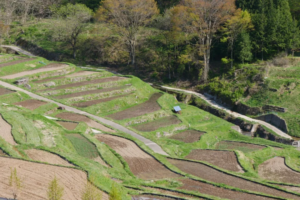 稲倉の棚田