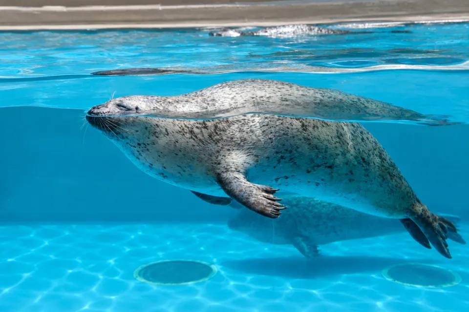 東北エプソンアクアリウムかもすい(鶴岡市立加茂水族館)