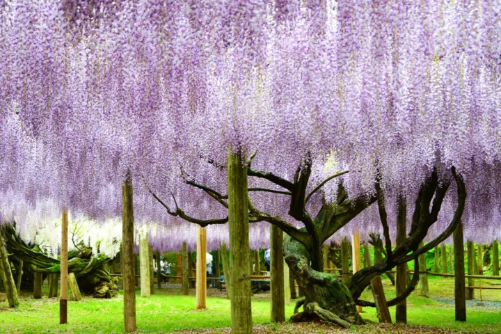 河内藤園
