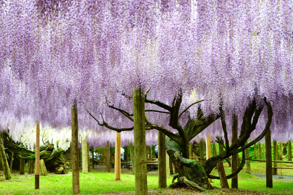 河内藤園
