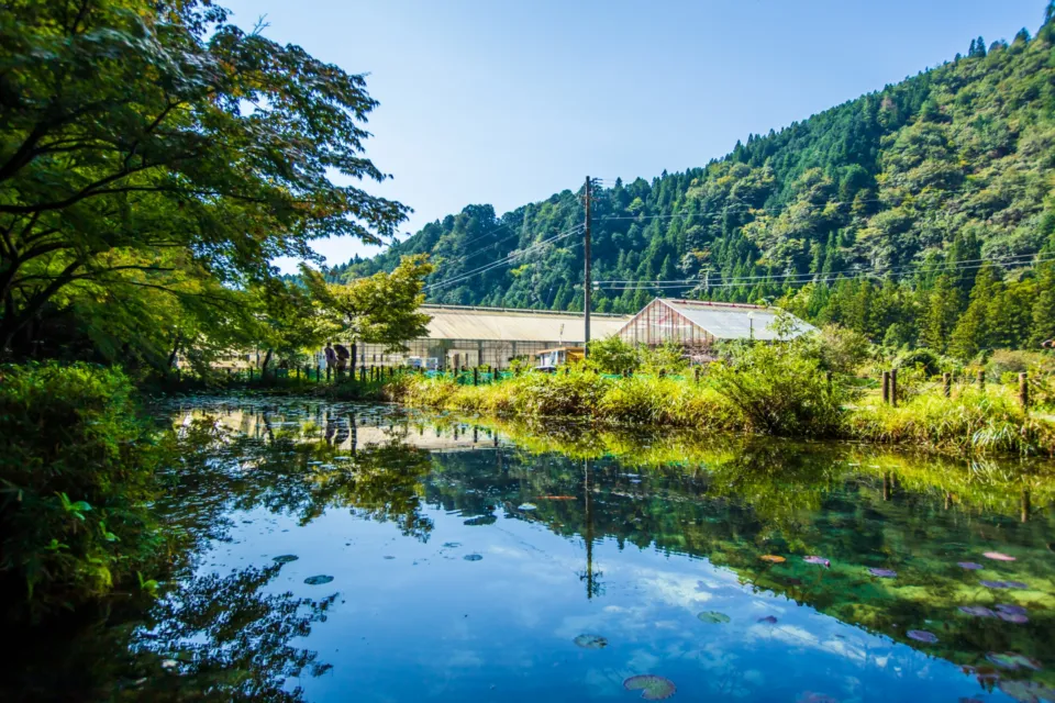 名もなき池(モネの池)