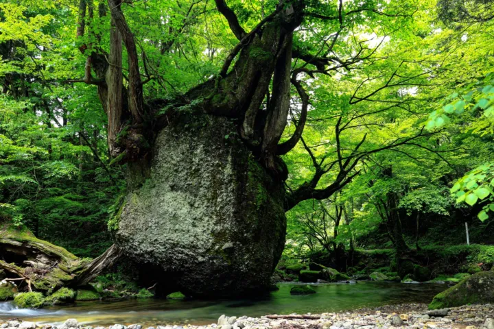 ネコバリ岩