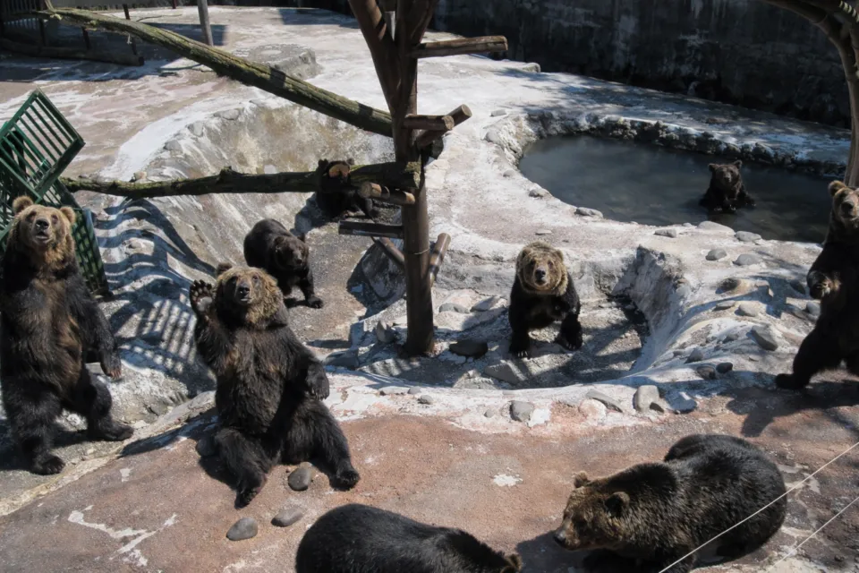 のぼりべつ クマ牧場