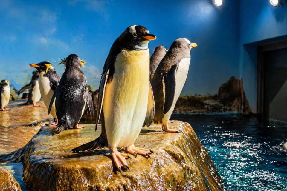 男鹿水族館GAO