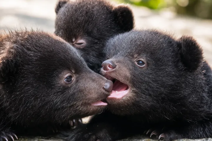 奥飛騨クマ牧場