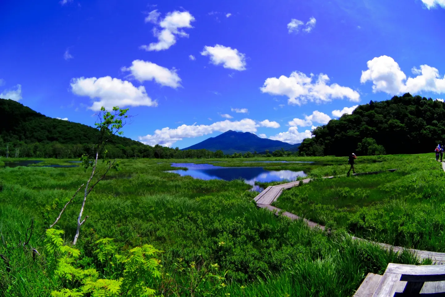 尾瀬国立公園