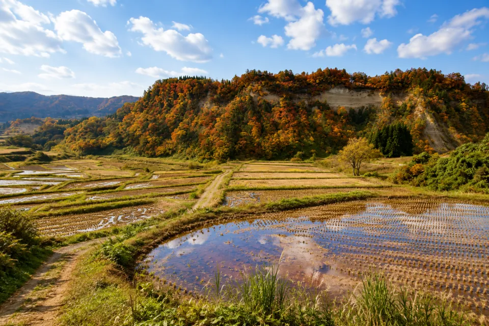 四ケ村の棚田