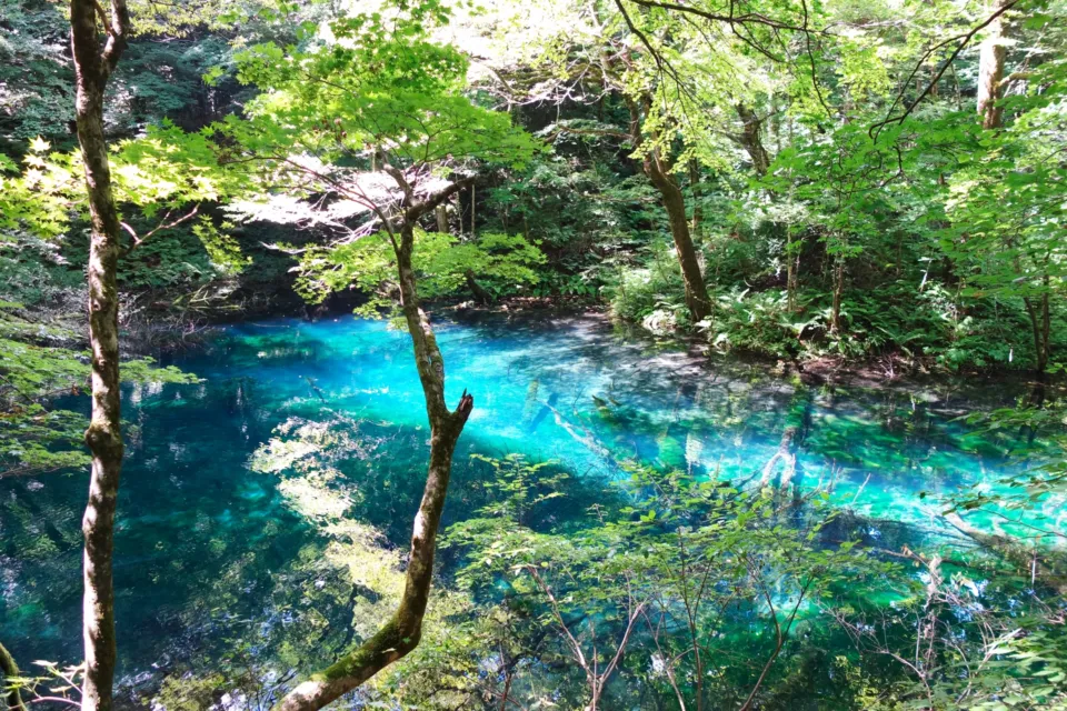 白神山地