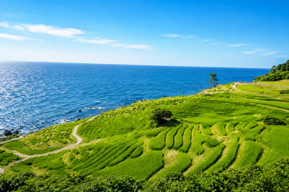 白米千枚田