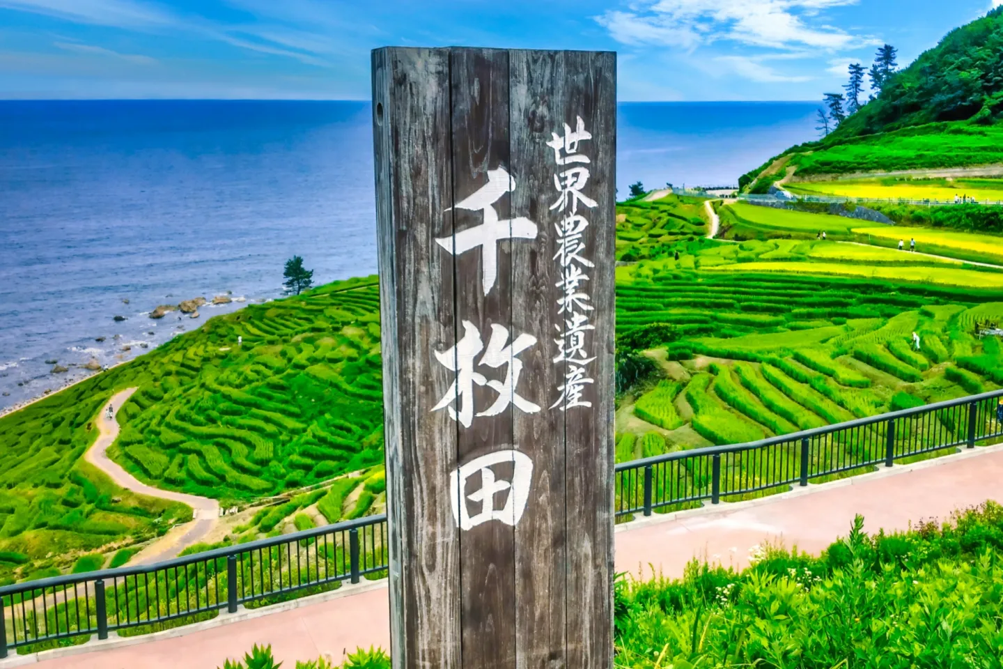 白米千枚田