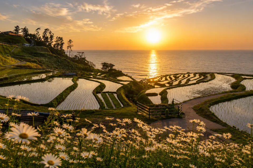 白米千枚田