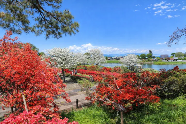 つつじが岡公園