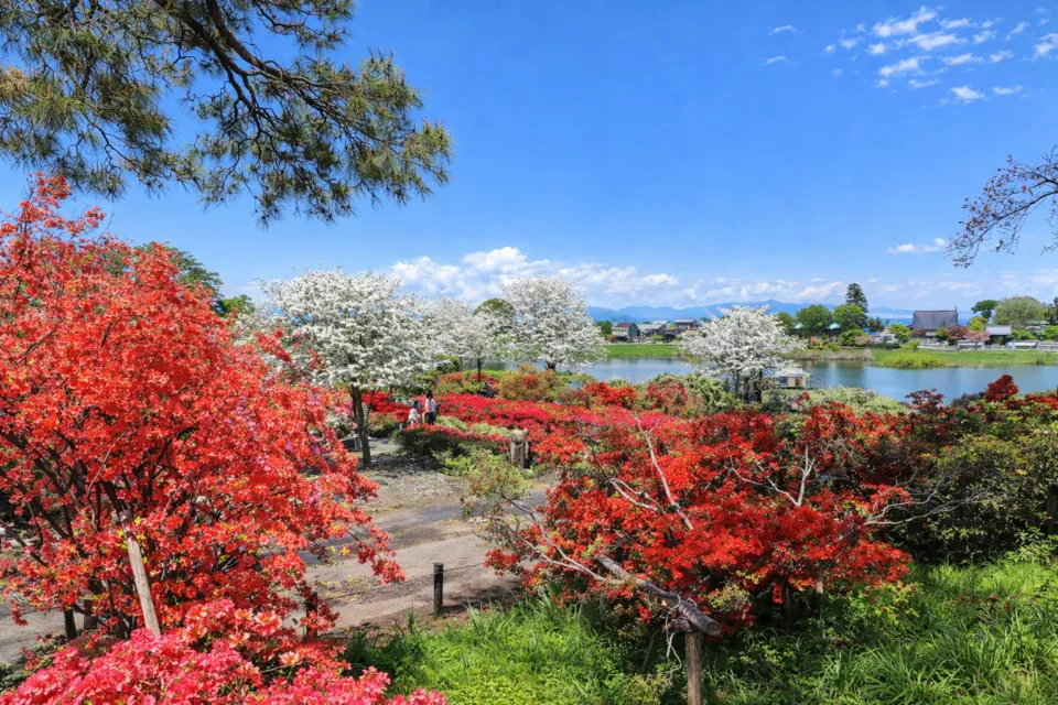 つつじが岡公園