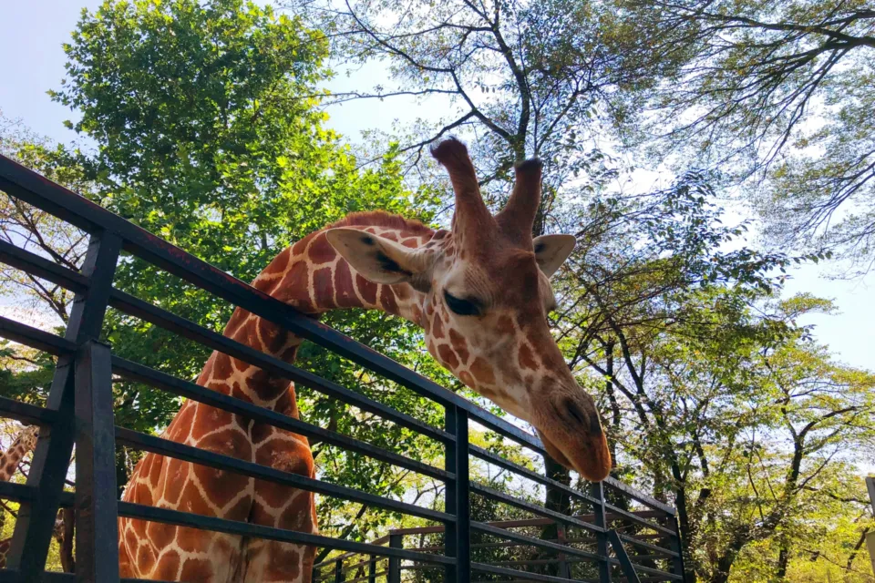 宇都宮動物園