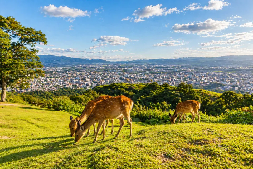 若草山