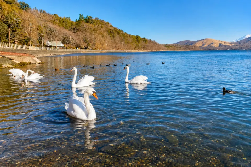山中湖