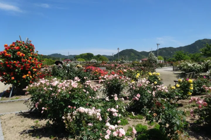 今治市よしうみバラ公園