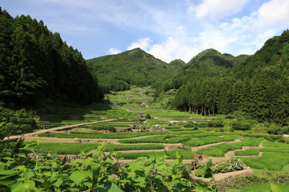 四谷の千枚田