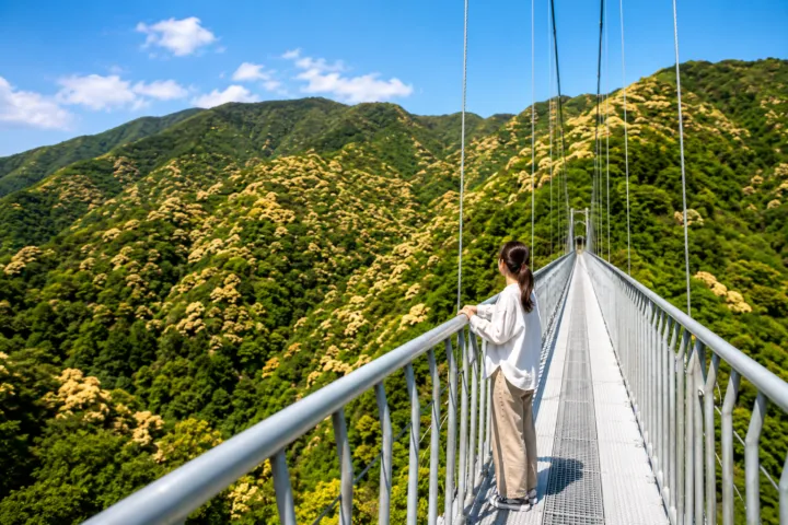 綾の照葉大吊橋