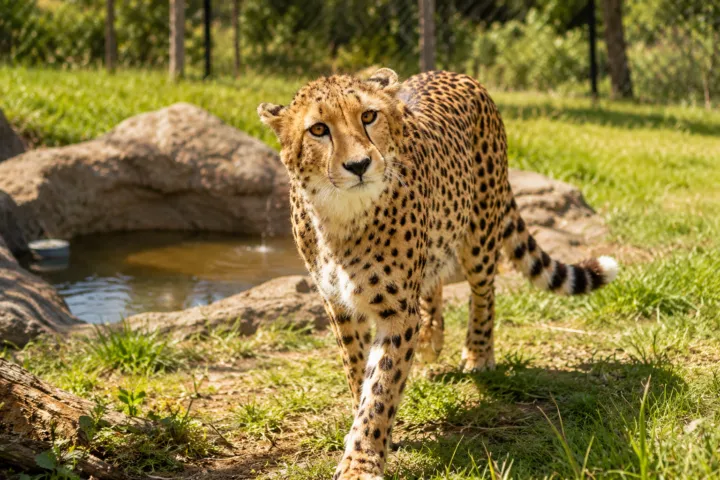 千葉市動物公園
