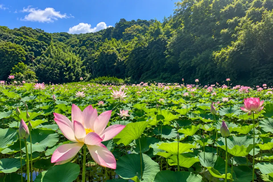 浜野浦の棚田展望台