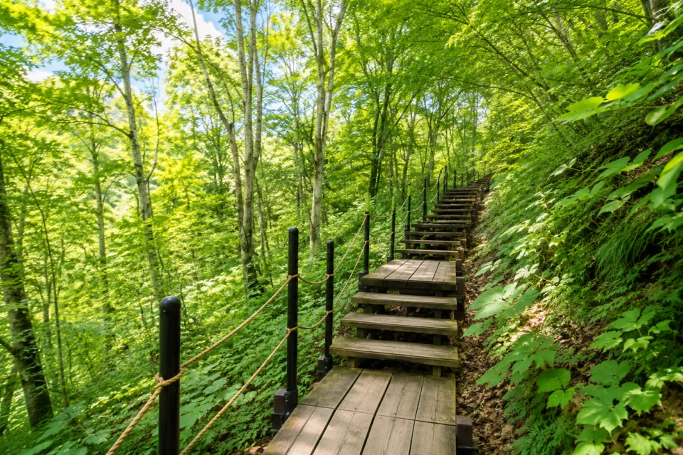 世界遺産の径 ブナ林散策道