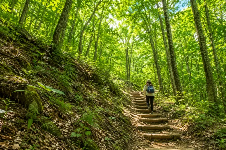 世界遺産の径 ブナ林散策道