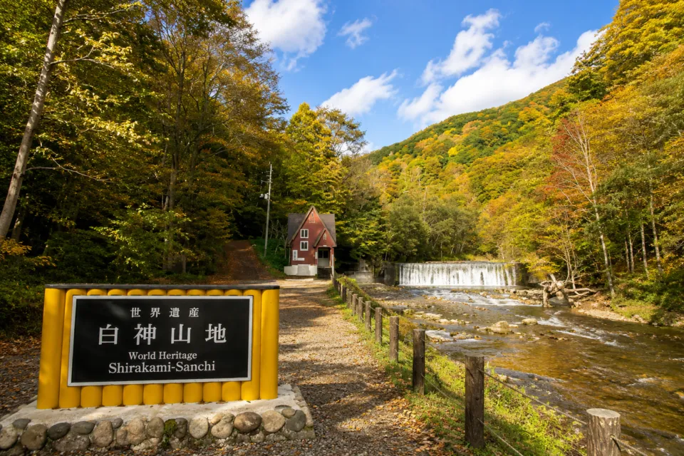 世界遺産の径 ブナ林散策道
