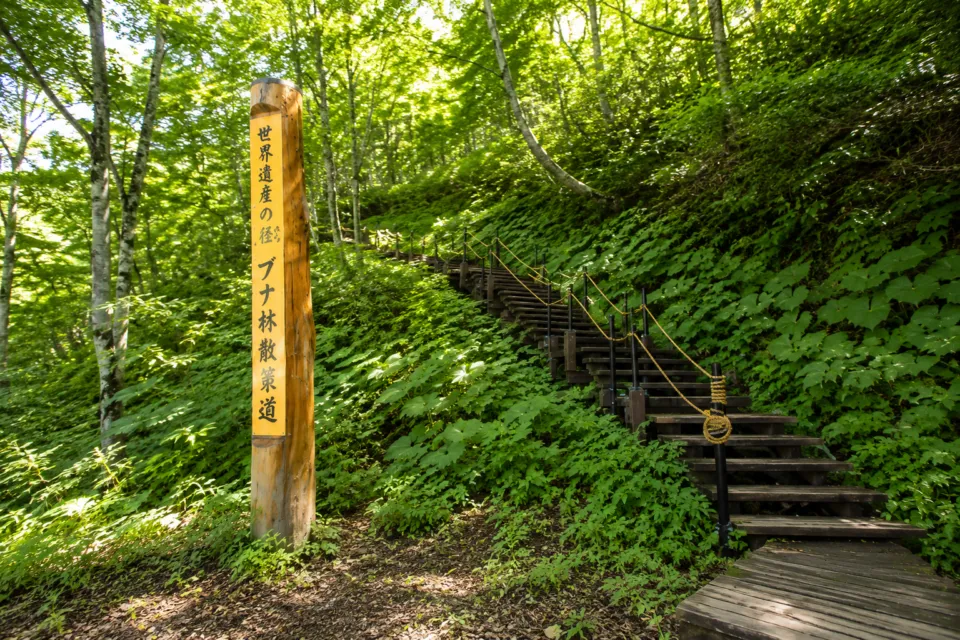 世界遺産の径 ブナ林散策道