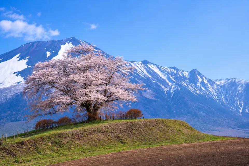 為内の一本桜
