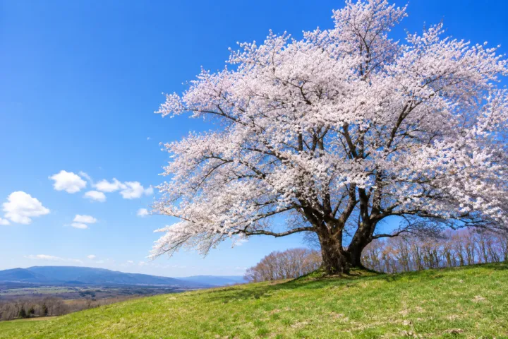 為内の一本桜