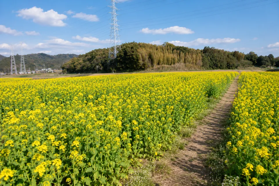 菜な畑ロード