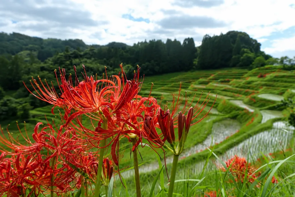 大山千枚田