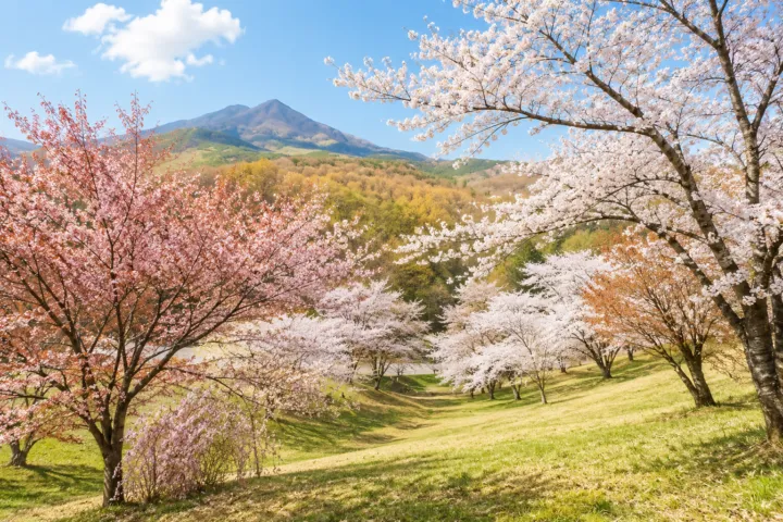 桜松公園