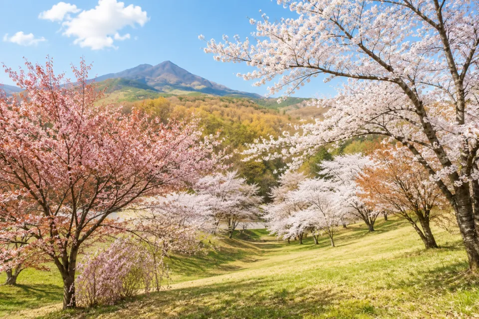 桜松公園