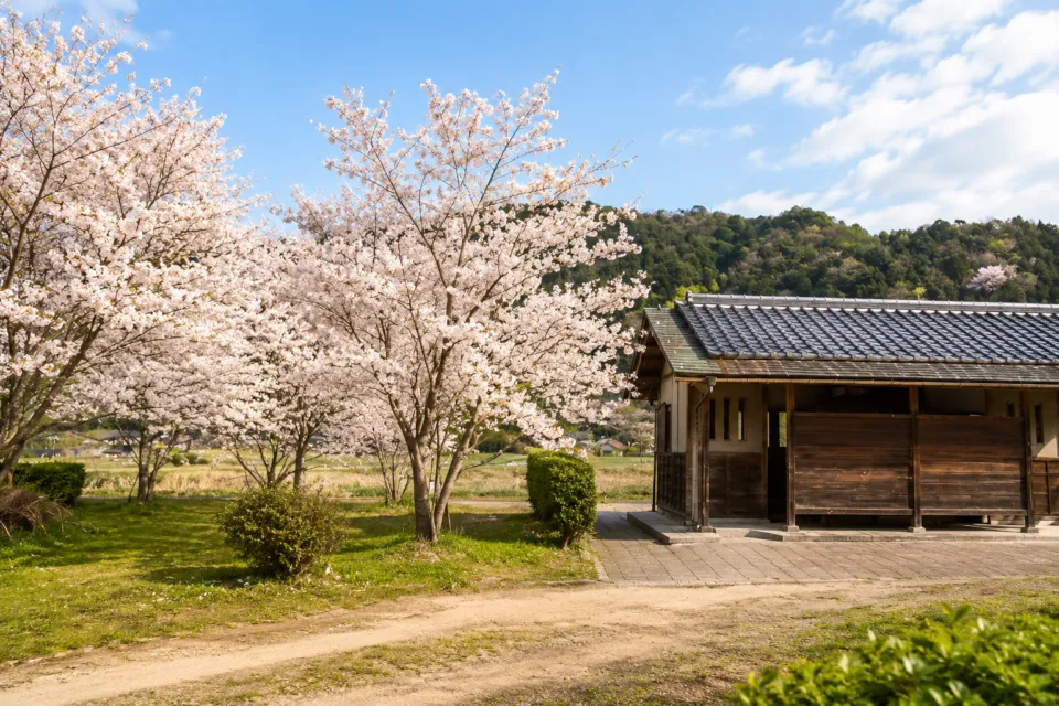 桜づつみ中の島公園