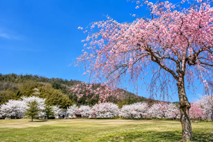 桜づつみ中の島公園