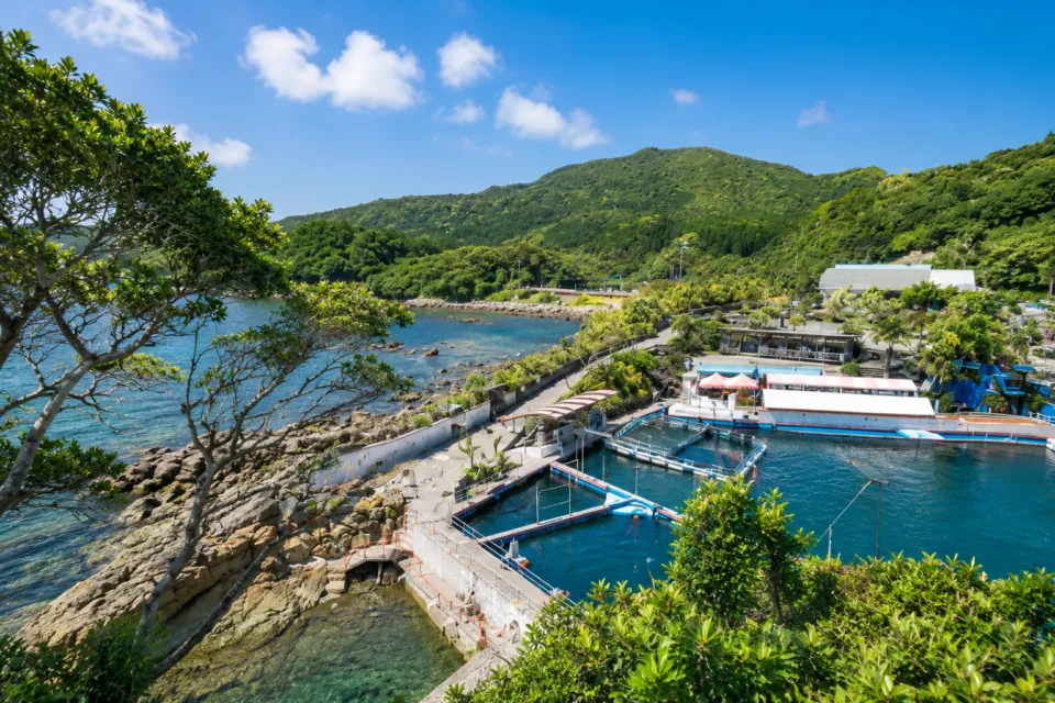 志布志湾大黒 イルカランド