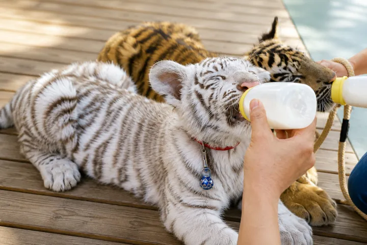 しろとり動物園